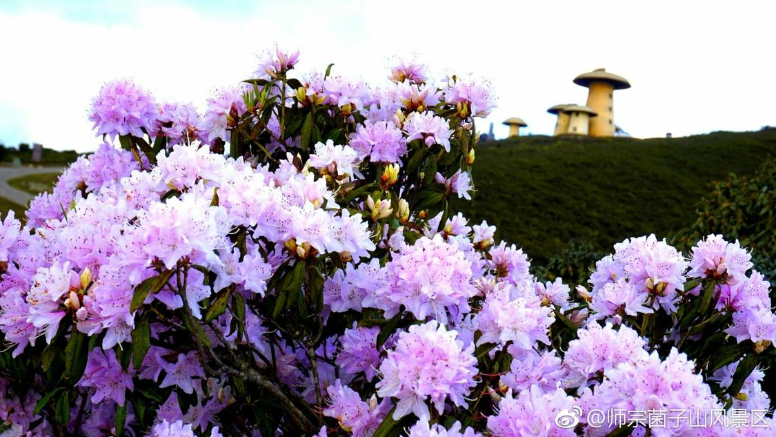 抖音业务下单全网最便宜：低价代购服务引爆网络消费新浪潮_快手自助下单秒低价